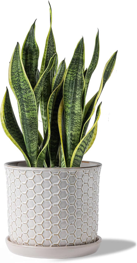 8 Inch Plant Pot: Ceramic Planter with Drainage Hole & Saucer - Flowerpot for Indoor & Outdoor Plants with Separate Tray for Home & Office - Honeycomb Design, Cream White