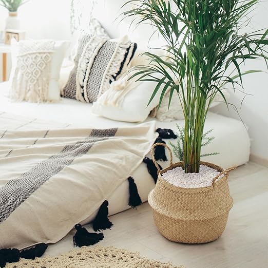 10 lbs White Garden Pebbles for Plants, 3/8" Small Plant Rocks for Pots Indoor, Decorative Pea Gravel for Succulents, Bamboo, Terrarium, Landscaping, Garden