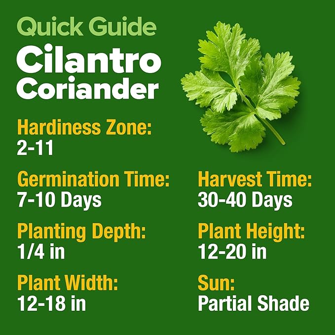 HOME GROWN 𝗨𝗦𝗔 𝗣𝗥𝗘𝗠𝗜𝗨𝗠 500+ Cilantro Seeds for Planting Indoors or Outdoors - Heirloom 𝗡𝗢𝗡-𝗚𝗠𝗢 Coriander Seeds, Grow Your Own Cilantro Plant - Culinary Herb Seeds for Your Herb Garden