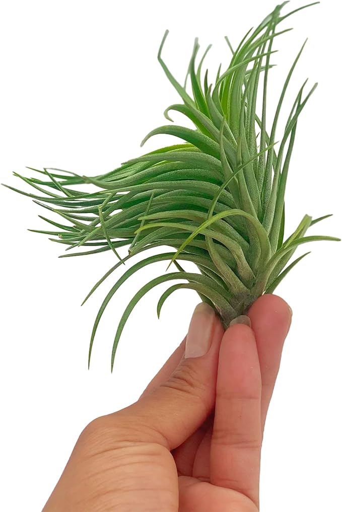 Air Plants - Flowering Tillandsia Pink Paske Large 5" - 2ct - Live Arrival Guaranteed - House Plants for Home Decor & Gift
