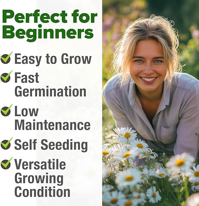 HOME GROWN 𝗨𝗦𝗔 𝗣𝗥𝗘𝗠𝗜𝗨𝗠 German Chamomile Seed Pack – 2,280 𝗡𝗢𝗡-𝗚𝗠𝗢 Heirloom Seeds for Planting for Sustainable Gardens and Soothing Medicinal Herbal Teas (Matricaria chamomilla)