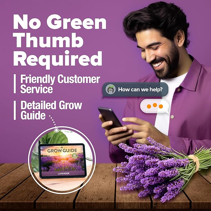 HOME GROWN 𝗨𝗦𝗔 𝗣𝗥𝗘𝗠𝗜𝗨𝗠 English Lavender Seeds 2 Pack 3000 𝗡𝗢𝗡-𝗚𝗠𝗢 Wildflower Seed, for Planting Indoor Outdoor High Germination Flower Seeds (Lavandula antustifolia)