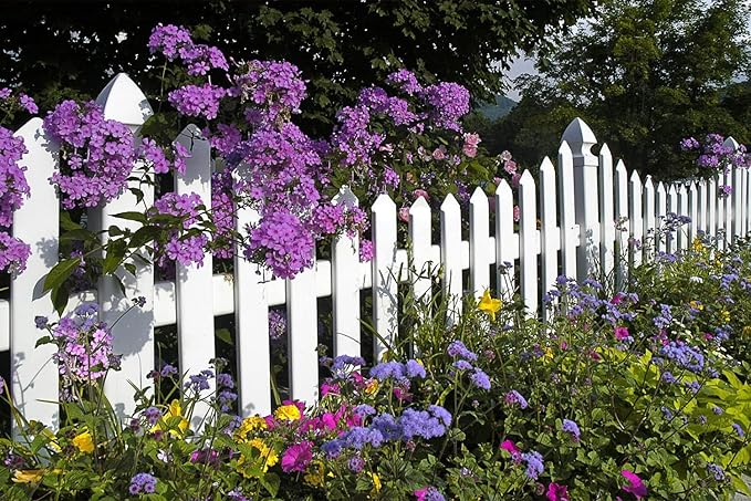 10000+ Perennial Mix Wildflower Seeds 16 Assorted Varieties of Heirloom Flower -1oz Zinnia Poppy Crimson Clover Milkweed Lupine Marigold Mexican Hat Sage Nasturtium