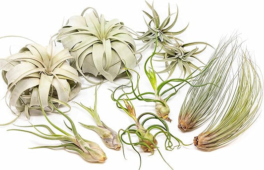 10 Pack of Large Tillandsia Air Plants - Xerographica, Juncea, Bulbosa, Caput Medusae & Harrisii- Live Succulent House Plants Availabe in Wholesale and Bulk - Easy Care Indoor and Outdoor Plant