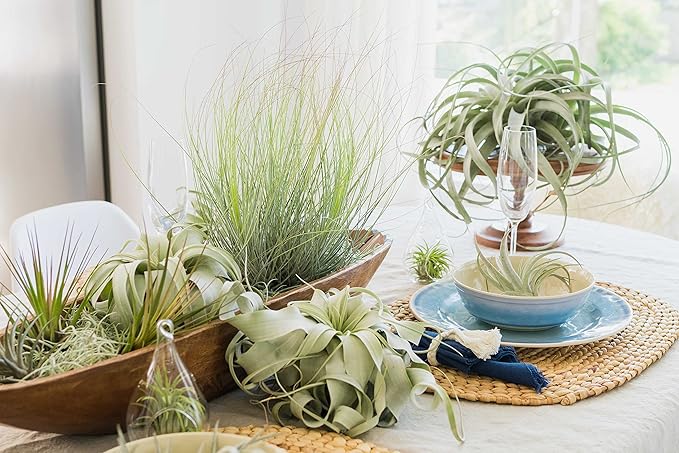 Air Plant Shop 30 Pack Tillandsia Air Plant Grab Bag of Premium Medium & Large Plants- Wholesale and Bulk - Succulents - Live Tillandsia - Easy Care Indoor and Outdoor House Plants
