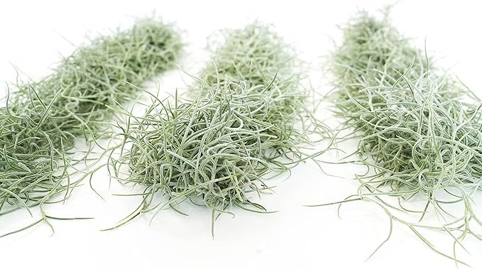 3 Pack Thick Colombian Spanish Moss Live Strands with Wire Hook - Tillandsia Usneiodes - Live Tillandsia Succulent House Plants - Home and Garden Decor - Easy Care Indoor and Outdoor Plants