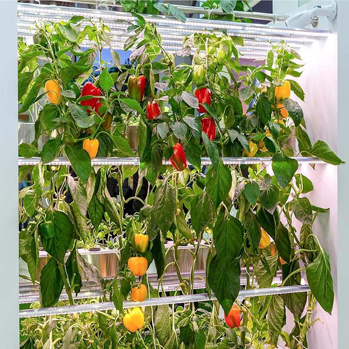 600+ Pepper Seeds, Heirloom Vegetable Seed for Planting Indoor Outdoor, 10 Varieties Hot and Bell Pepper (Capsicum Annuum) Seeds Garden Kit, Non-GMO Home Fresh Food Hydroponic Veggie Supply