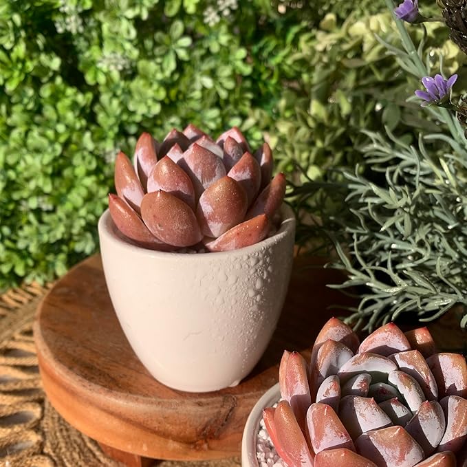 FWPP Live Succulents Plants Echeveria Sang-A 4.3 inches,Rare Succulents Bare Root Without Pot Soil, Live Plants Indoor Office Decoration Wedding and Gift