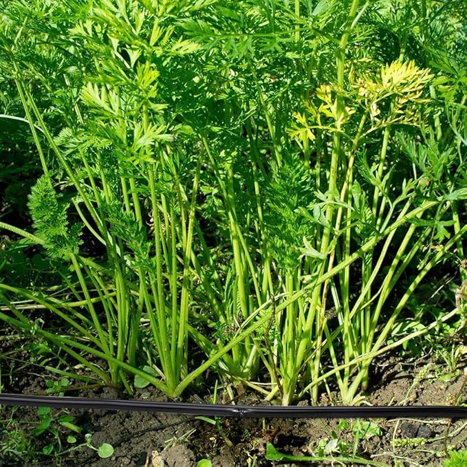 Garden Irrigation Tubing,1/4" Blank Distribution Tubing 50ft Flexible Tubing,Watering Drip Automatic Irrigation Equipment Set for Garden Greenhouse,Flower,Patio,Lawn (50 ft)