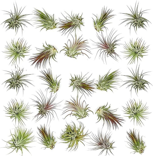 Air Plants Bulk - Tillandsia Ionantha Wholesale Pack, Regular 1-3" - 25ct - Live Arrival Guaranteed - House Plants for Home Decor & Gift