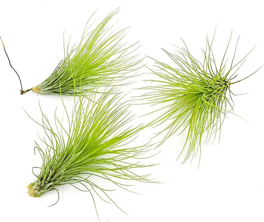 Air Plants - Tillandsia Andreana, Large 4-6" - 3ct - Live Arrival Gauranteed - House Plants for Home Decor & Gift