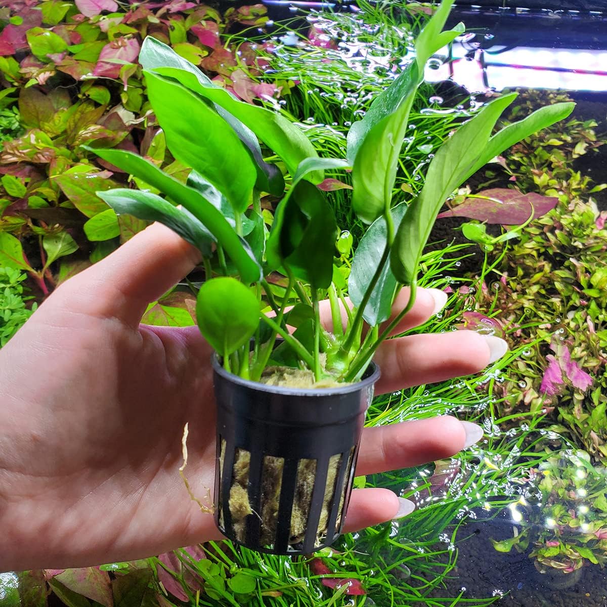 Anubias Live Aquarium Plants - Potted Freshwater Plant for Fish Tanks, Terrariums - Beginner Friendly Low Light (Nana, 1 Pot)