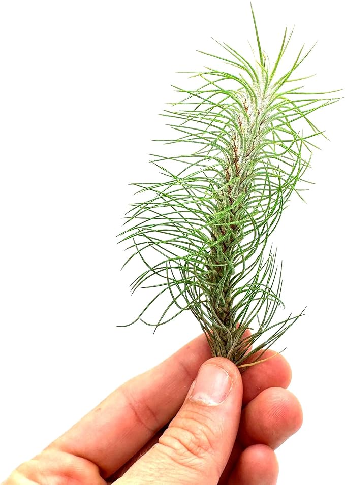 Air Plants - Colombian Tillandsia Funckiana, Large 5" - 3ct - Live Arrival Guaranteed - House Plants for Home Decor & Gift