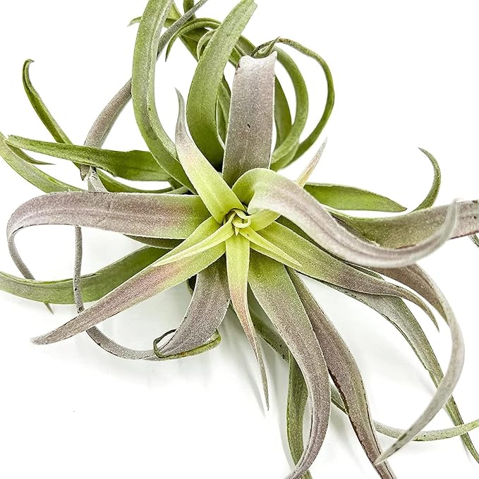 Air Plants - Tillandsia Cacticola, Jumbo 6-9" - 3ct - Live Arrival Guaranteed - House Plants for Home Decor & Gift