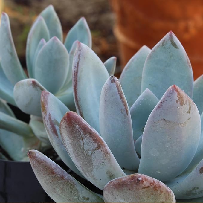 Altman Plants, Live Succulent Plants (20 Pack) Assorted Potted Succulents Plants Live House Plants in Cacti and Succulent Soil Mix, Cactus Plants Live Indoor Plants Live Houseplants in Planter Pots