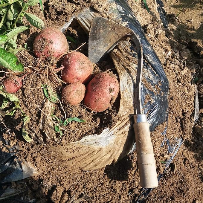 HANSHIN Premium Forged Gardening Hand Plow Hoe, Korean Daejanggan Style Ho-Mi(Weeding Sickle) for EZ Digger Tools, 1 Pack