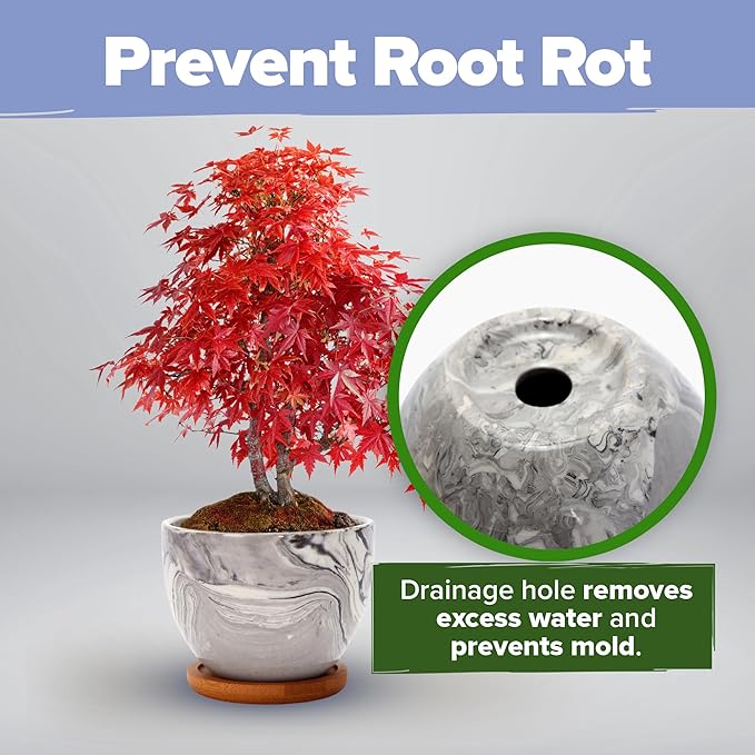 HOME GROWN Bonsai Tree Kit - Premium Ceramic Starter Kit - 4 Variety of Bonsai - Unique Gift for Men and Women Gardeners (BK2-2nd-MF)