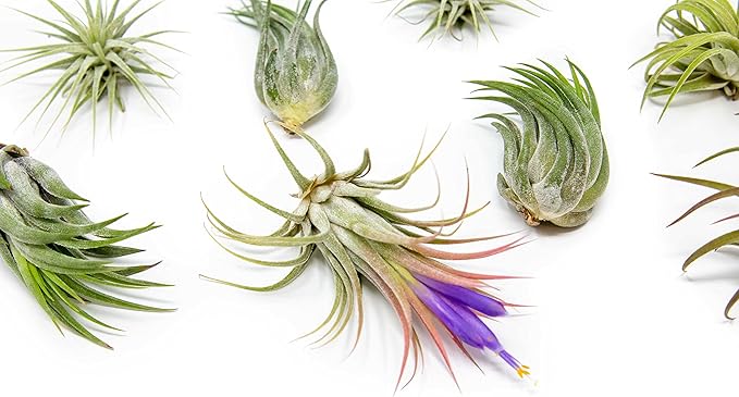 25 Pack Air Plants Assorted Tillandsia Ionantha - Live Succulent House Plants - Available in Wholesale and Bulk - Home and Garden Decor - Easy Care Indoor and Outdoor Plants