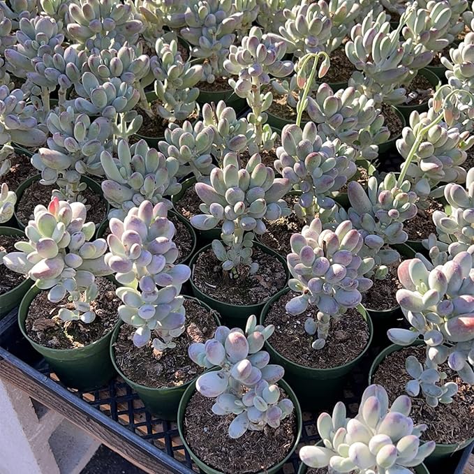 4-inch Succulent Cotyledon Orbiculata cv., Live Succulents Plants Fully Rooted in Pots with Soil, Easy-Care House Plants for DIY, Home Office Decoration