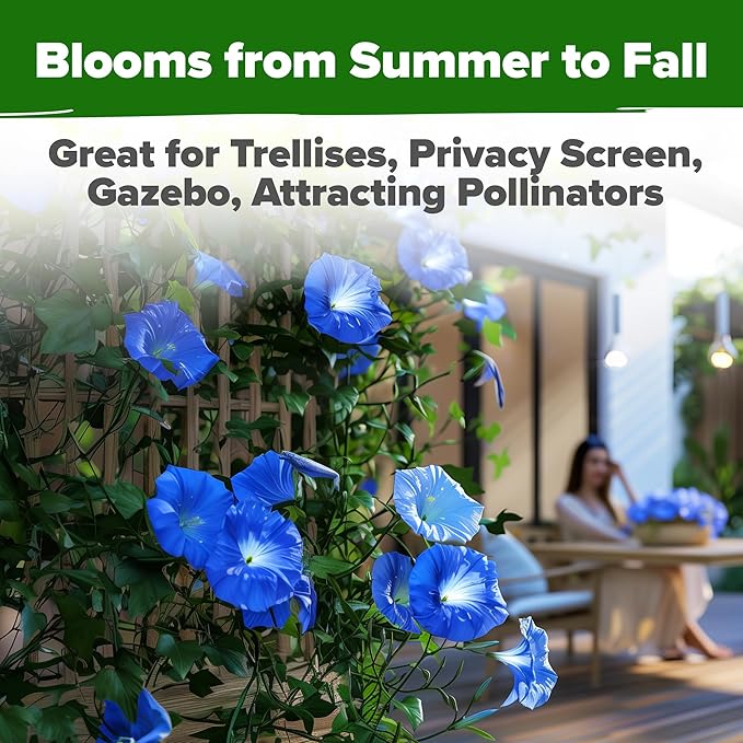 HOME GROWN 𝗨𝗦𝗔 𝗣𝗥𝗘𝗠𝗜𝗨𝗠 Heavenly Blue Morning Glory - 150 Heirloom Seeds for Planting, 𝗡𝗢𝗡-𝗚𝗠𝗢 Ideal for a Flower Garden That Attracts Pollinators and Birds (Ipomoea Tricolor)