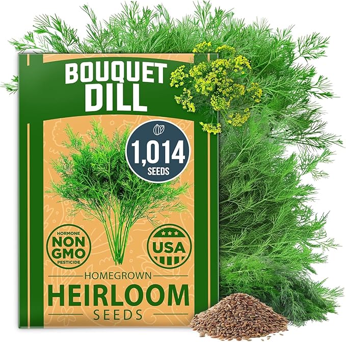 HOME GROWN 𝗨𝗦𝗔 𝗣𝗥𝗘𝗠𝗜𝗨𝗠 Dill Seeds for Planting 1,014 Bouquet Dill Seeds 𝗡𝗢𝗡-𝗚𝗠𝗢 and Heirloom Herb Seeds for Planting Outdoors, Grow Your Fragrant Dill Herb Garden (Anethum graveolens)