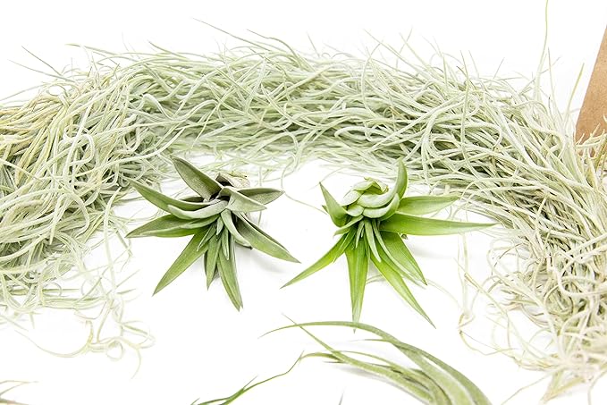 10 Pack Grab Bag Air Plants Gift Wrapped with Tillandsia Usneiodes Spanish Moss - Live Tillandsia - Easy Care House Plant - Succulents - 30 Day Guarantee