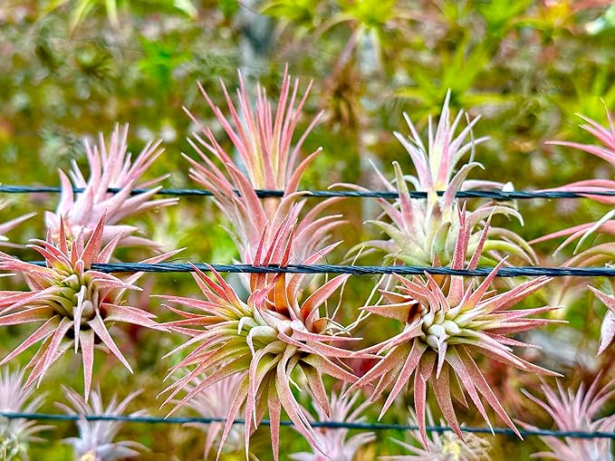 Air Plants Bulk - Tillandsia Ionantha Wholesale Pack, Regular 1-3" - 50ct - Live Arrival Guaranteed - House Plants for Home Decor & Gift